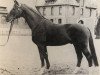 stallion Sender (Hanoverian, 1955, from Senator)