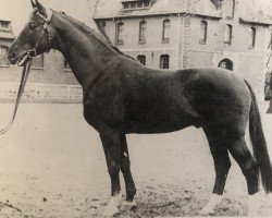 stallion Sender (Hanoverian, 1955, from Senator)