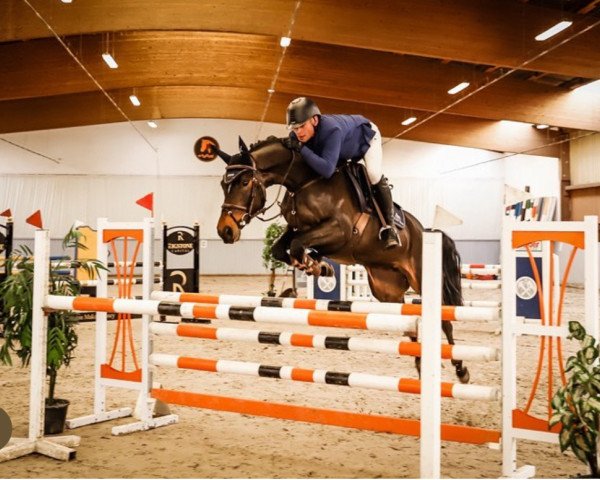 jumper Psb Carluma (German Sport Horse, 2017, from Carleyle)