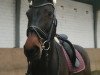 broodmare Carla 158 (Rhinelander, 2008, from Completto 2)