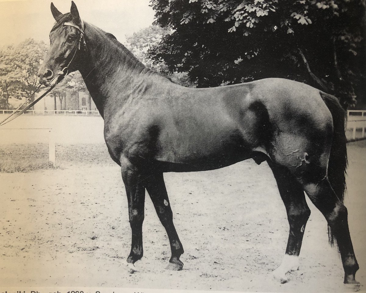 stallion Saloniki (Hanoverian, 1963, from Sender)