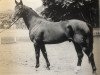 stallion Saloniki (Hanoverian, 1963, from Sender)