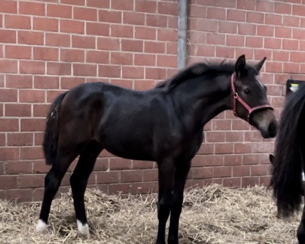 dressage horse Fay (Westphalian, 2023, from La Vie)