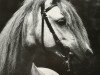 stallion Beka's Rubin (Welsh-Pony (Section B), 1989, from Home 'T' Ranch Yves Royalist)