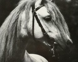 stallion Beka's Rubin (Welsh-Pony (Section B), 1989, from Home 'T' Ranch Yves Royalist)