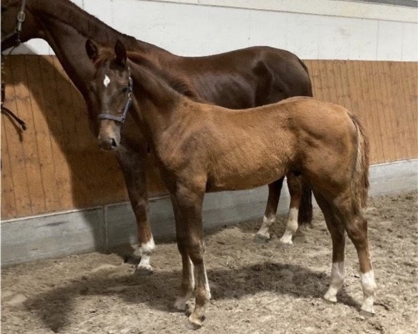 dressage horse Himeros (Rhinelander, 2023, from Halleluja)