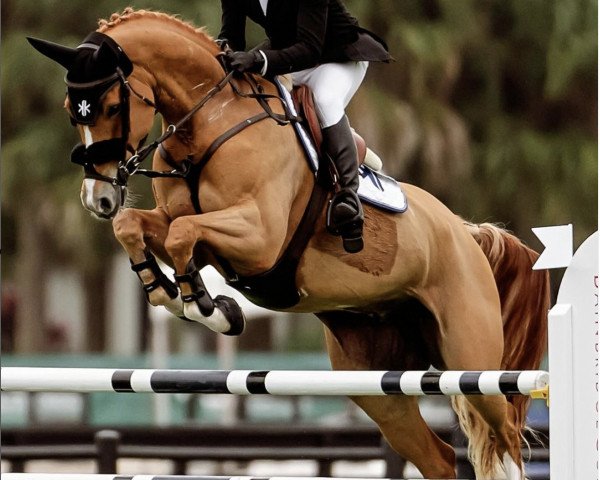 Springpferd Legaland Sandro (Irish Sport Horse, 2014, von Sandro Boy)