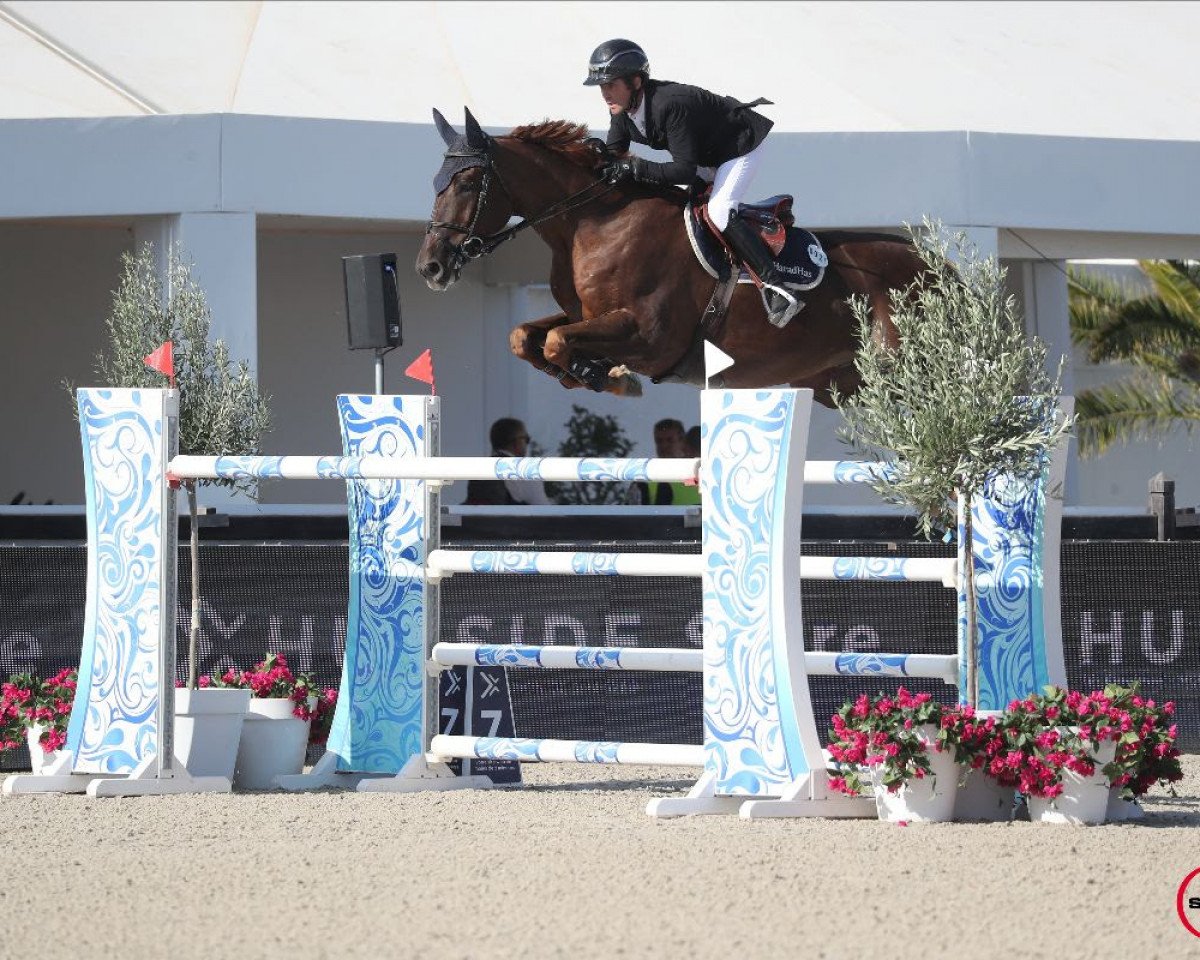 jumper Chamann Has (Selle Français, 2012, from Mylord Carthago)