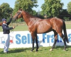 stallion Silver King D'Azur (Selle Français, 2006, from Jumpy des Fontaines)