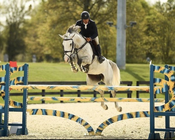 jumper Lagegonda Fz (KWPN (Royal Dutch Sporthorse), 2016, from Carrera VDL)