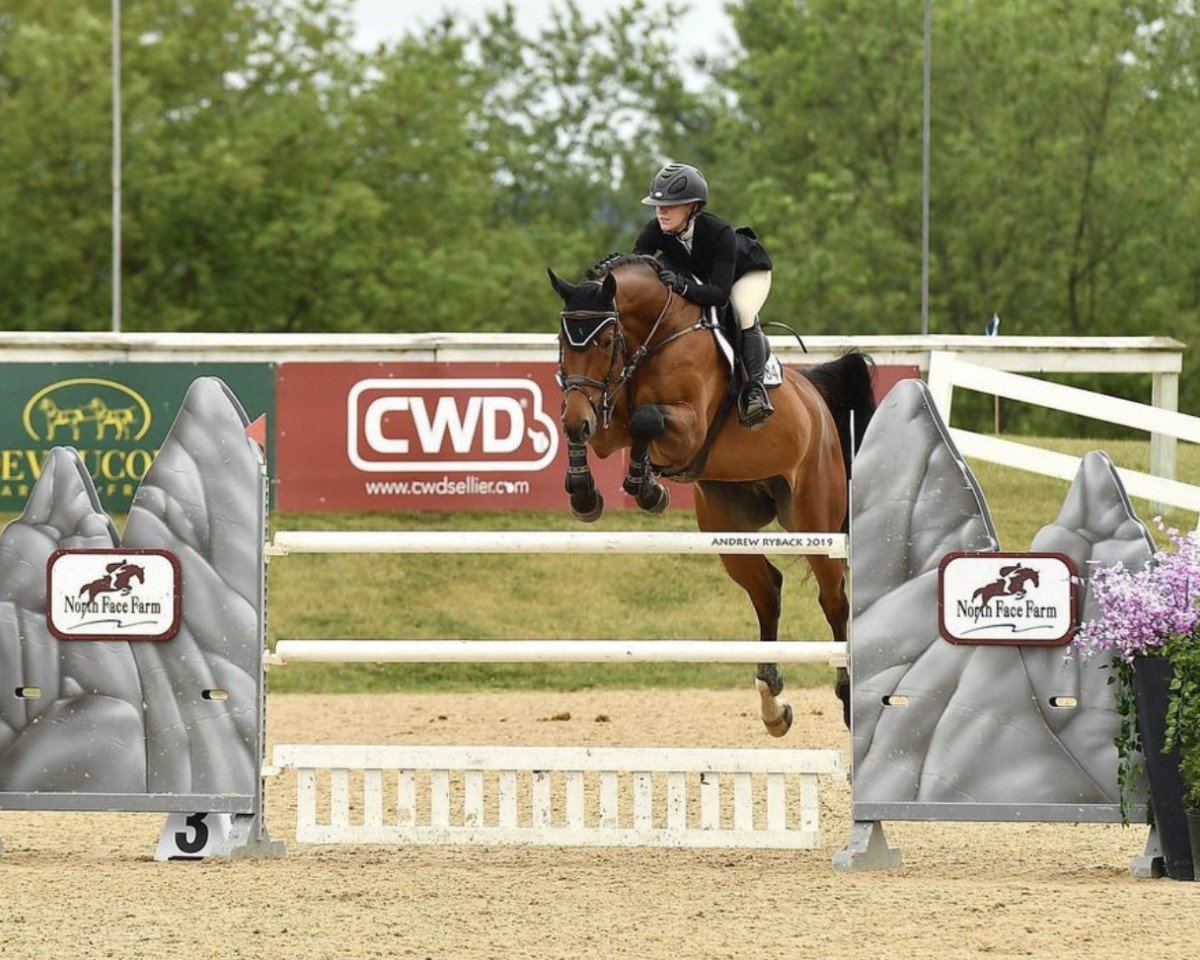 jumper Checkpoint 35 (German Sport Horse, 2010, from Chap 47)