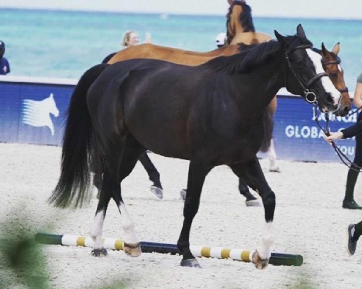 jumper Clarette (KWPN (Royal Dutch Sporthorse), 2007, from Tangelo van de Zuuthoeve)