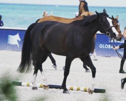 jumper Clarette (KWPN (Royal Dutch Sporthorse), 2007, from Tangelo van de Zuuthoeve)