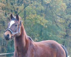 dressage horse Amadea (unknown, 2014)