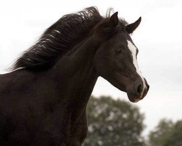 Pferd GS Soraya (Vollblutaraber, 2010, von El Faatin EAO)