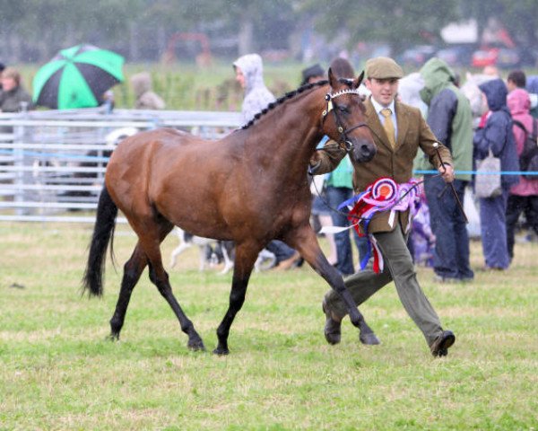 Pferd Small-land Entertainer (British Riding Pony, 2008, von Small-land Maytino)