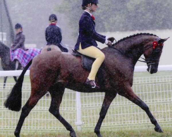 horse Small-land Moonbeam (British Riding Pony, 2002, from Small-land Maytino)