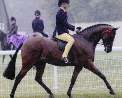 horse Small-land Moonbeam (British Riding Pony, 2002, from Small-land Maytino)