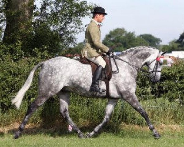 horse Small-land Silver Town (British Riding Pony, 2002, from Small-land Maytino)