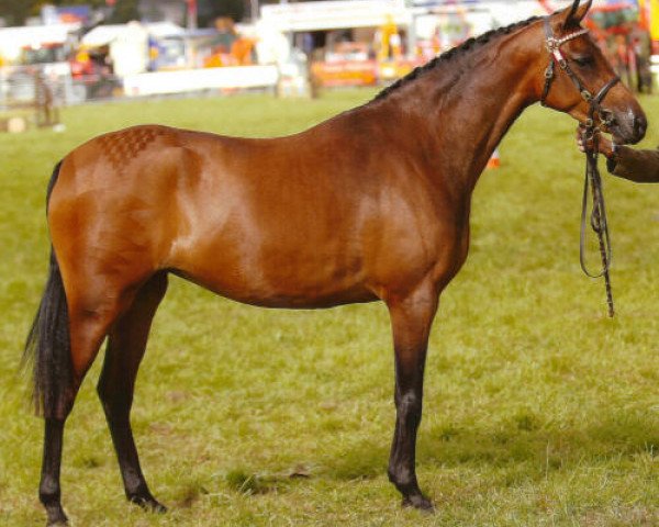 horse Small-land Moongirl (British Riding Pony, 2007, from Small-land Maytino)