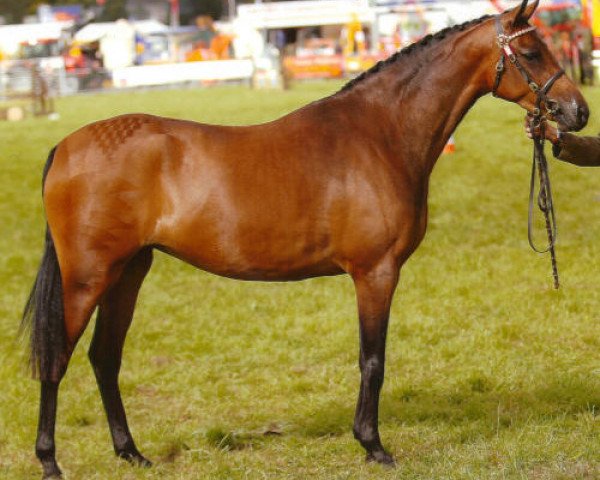 Pferd Small-land Moongirl (British Riding Pony, 2007, von Small-land Maytino)