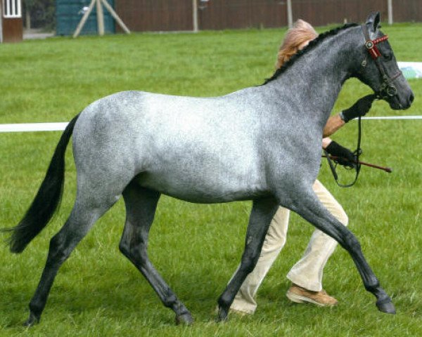 horse Small-land Chickadee (British Riding Pony, 2009, from Small-land Extra Time)