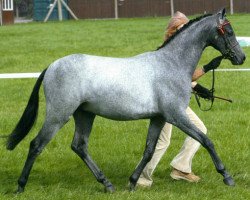 horse Small-land Chickadee (British Riding Pony, 2009, from Small-land Extra Time)