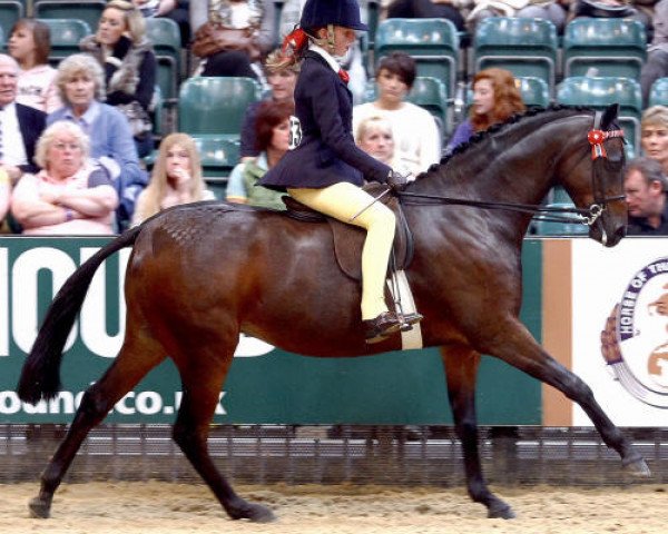 Pferd Small-land Maldino (British Riding Pony, 2004, von Small-land Maytino)