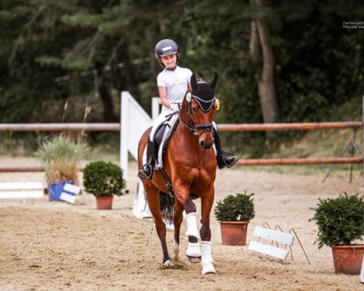 Dressurpferd Carlos Carinho WE (Deutsches Reitpony, 2007, von Charm of Nibelungen)