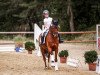 dressage horse Carlos Carinho WE (German Riding Pony, 2007, from Charm of Nibelungen)