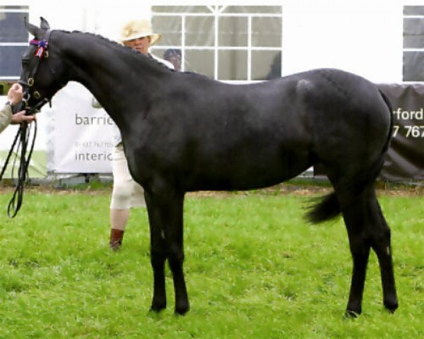 horse Small-land Dream Again (British Riding Pony, 2008, from Small-land Maytino)