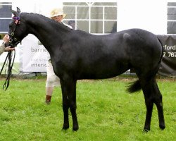 Pferd Small-land Dream Again (British Riding Pony, 2008, von Small-land Maytino)