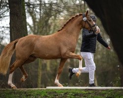 dressage horse Nightfever SD (Rhinelander, 2021, from FS Next Diamond)