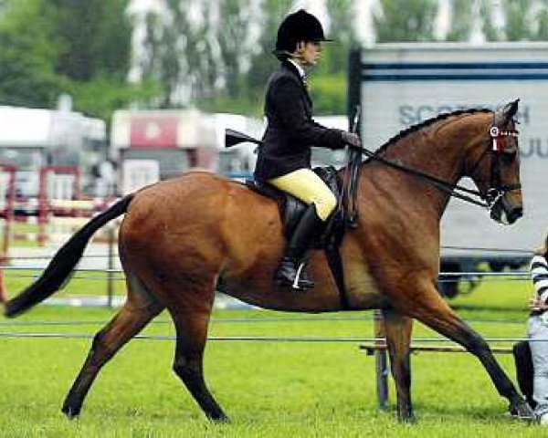 Pferd Small-Land Rialto (British Riding Pony, 1999, von Small-land Maytino)