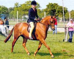 horse Halvanna Masterpiece (British Riding Pony, 1999, from Small-land Maytino)