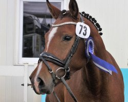 Pferd First Class Mon Cherry (Deutsches Reitpony, 2020, von First Class Colorado)