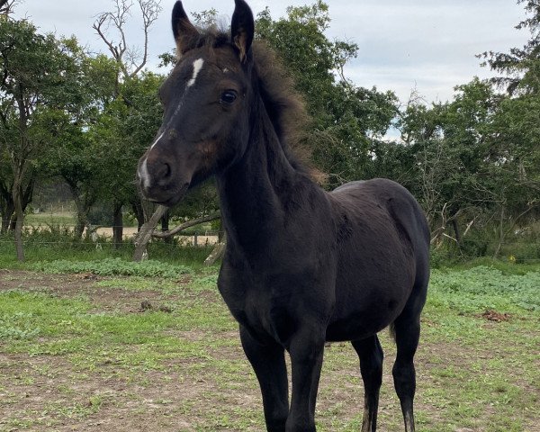 horse Hubert (Welsh-Pony (Section B), 2023, from Hogeland's Nandor)