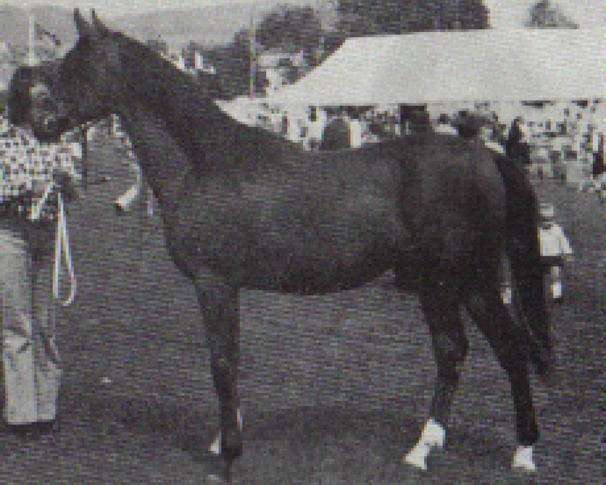 stallion Hawk Moth ox (Arabian purebred, 1973, from Argos 1957 ox)