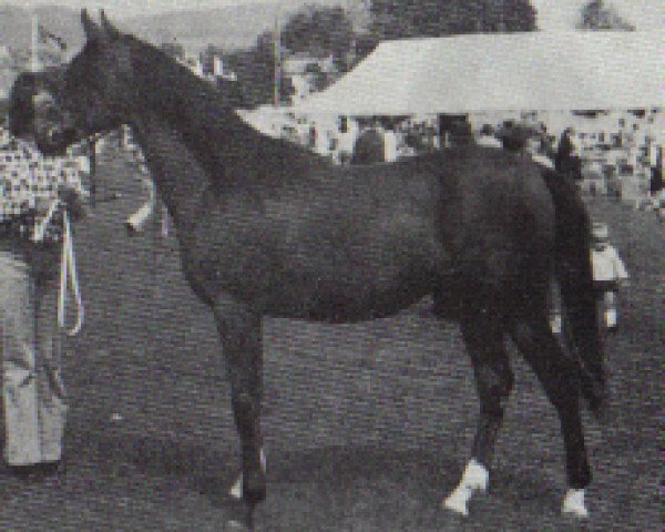 stallion Hawk Moth ox (Arabian thoroughbred, 1973, from Argos 1957 ox)