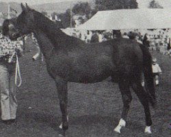 stallion Hawk Moth ox (Arabian thoroughbred, 1973, from Argos 1957 ox)