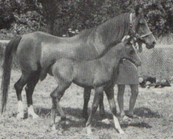 broodmare Sapphire Blue ox (Arabian thoroughbred, 1966, from Blue Domino ox)