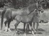 broodmare Sapphire Blue ox (Arabian thoroughbred, 1966, from Blue Domino ox)