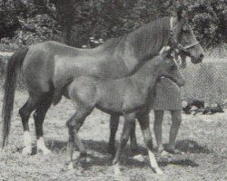 Zuchtstute Sapphire Blue ox (Vollblutaraber, 1966, von Blue Domino ox)