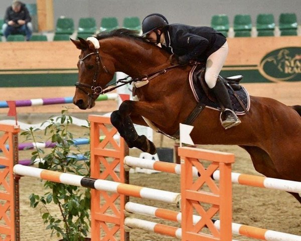 broodmare Chadane Z (Zangersheide riding horse, 2004, from Cardero)