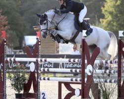 jumper Jalila du Val du Geer (Belgium Sporthorse, 2015, from Cornet Obolensky)