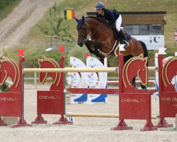 broodmare Egerie du Val du Geer (Belgium Sporthorse, 2010, from Toulon)