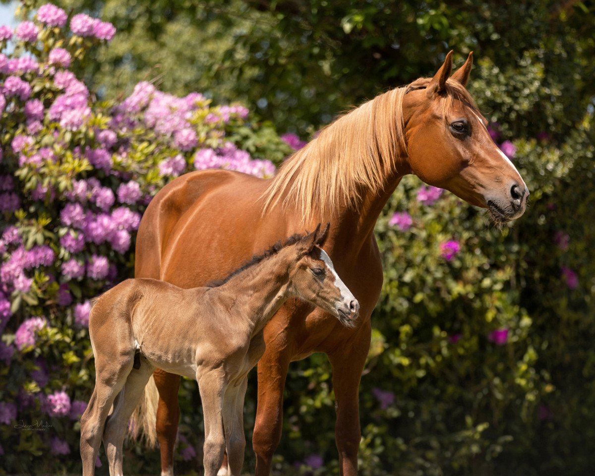broodmare Summersby Fuchs (Hanoverian, 2009, from Scolari)