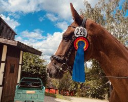 dressage horse London Love 3 (Hanoverian, 2014, from Londontime)