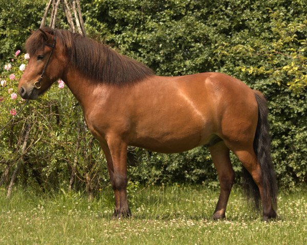 Pferd Gylfi (Islandpferd, 2018)