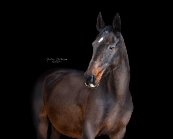 broodmare Chelsea (Hessian Warmblood, 2003, from Conteur)